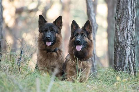 verein für deutsche schäferhunde.